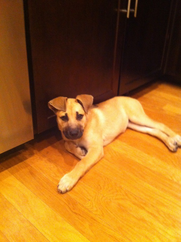 Dog lying on floor.