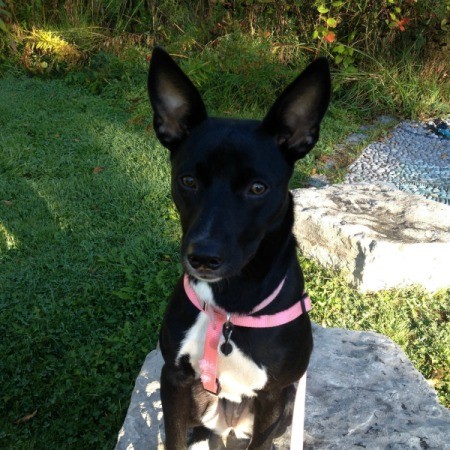 Black and white dog with large ears.