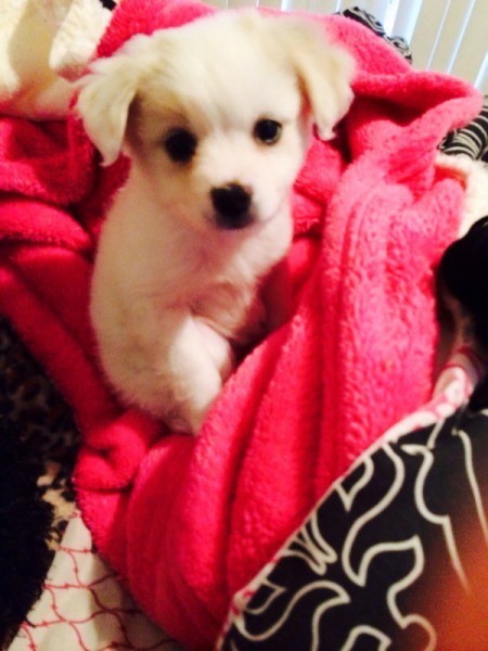 Puppy on blanket.