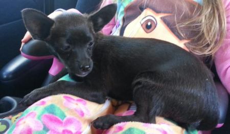 Small black dog on blanket.