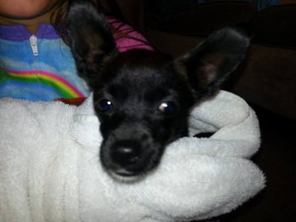 Closeup of puppy's head.