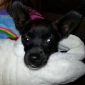 Closeup of puppy's head.