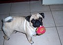 Maybelline (Pug)