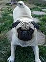 Maybelline (Pug)