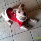 Eli on floor wearing a red sweater.