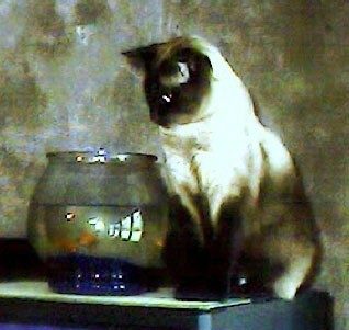 Cat watching fish in bowl.