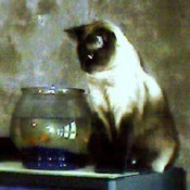 Cat watching fish in bowl.