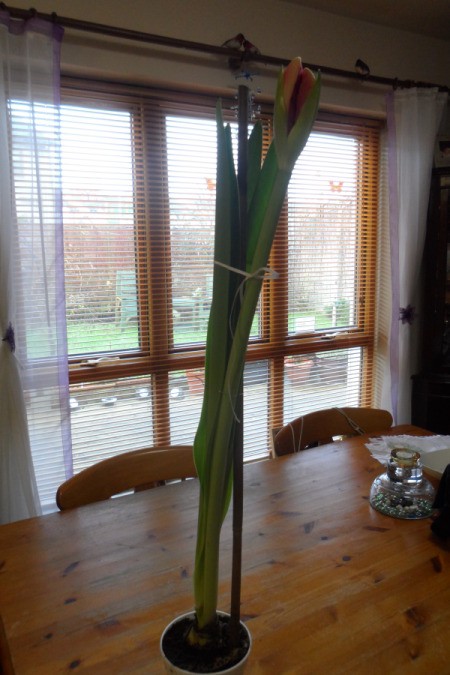 Very tall amaryllis on dining table.