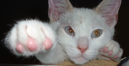 Snow white cat with pink nail covers.