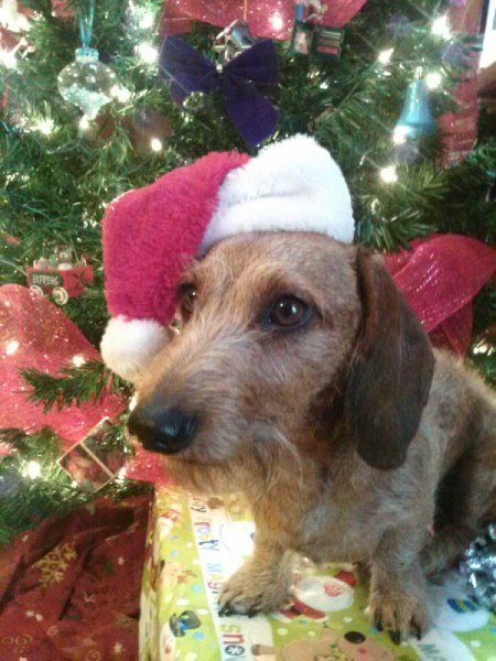 Hippie with his Santa hat.