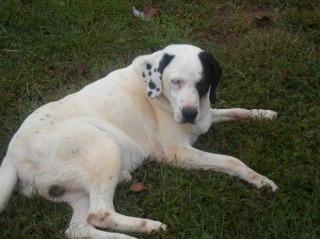 Large white dog with black spots.