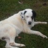 Large white dog with black spots.