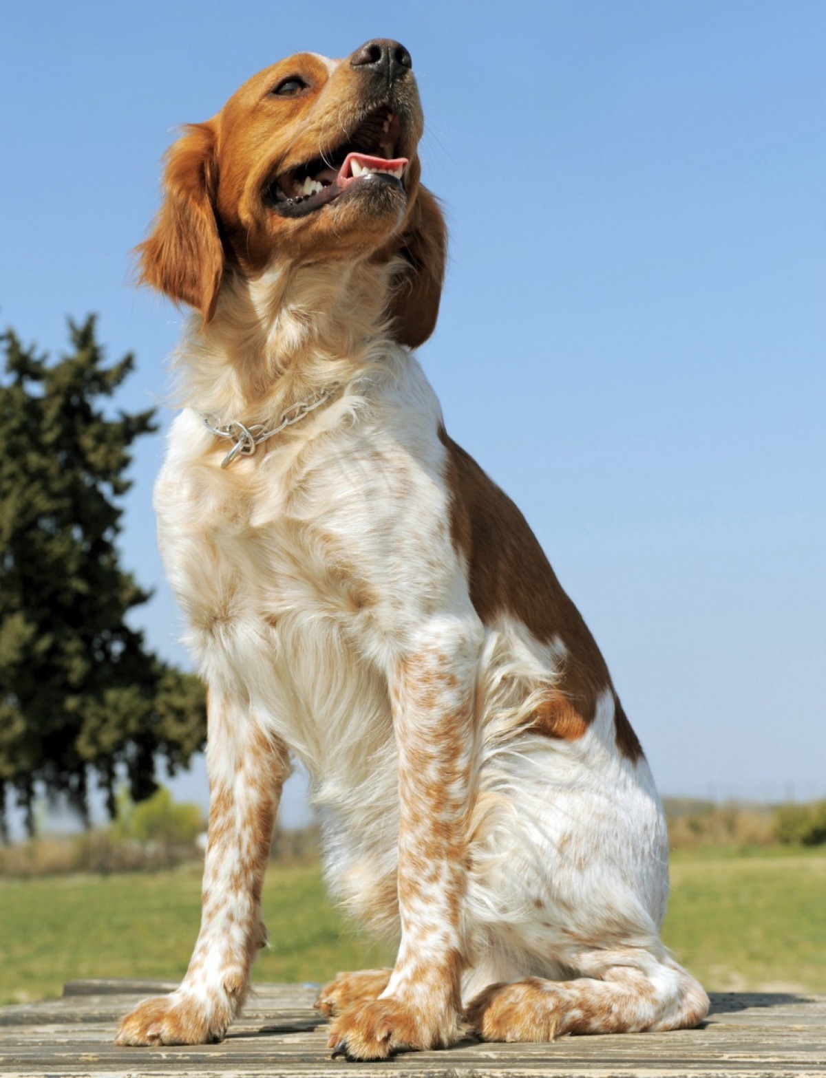 Brittany Spaniel Breed Information and Photos | ThriftyFun