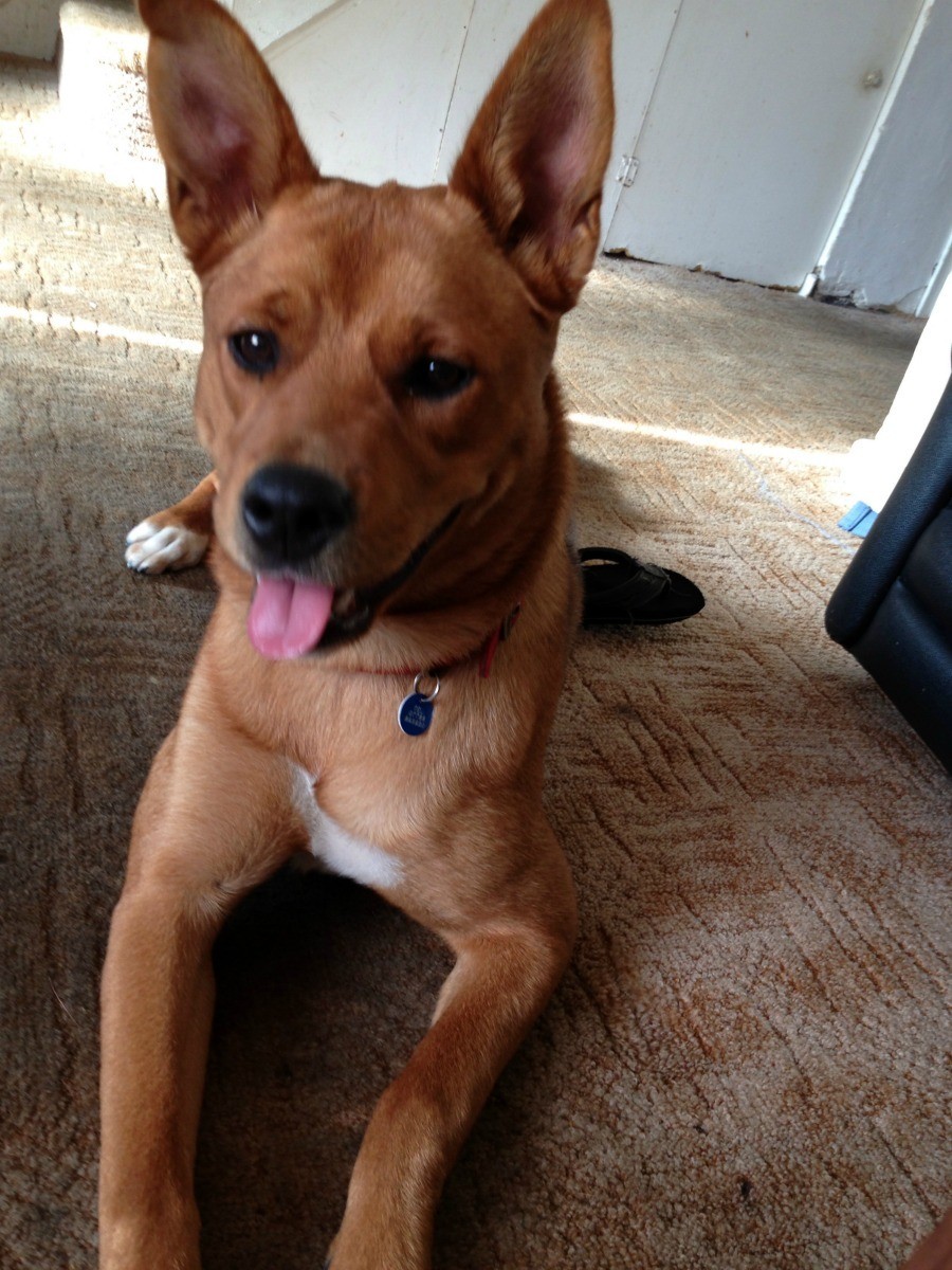 What Breed is My Dog? ThriftyFun