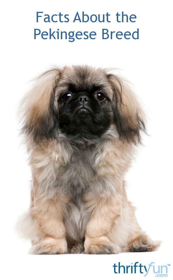 Facts About the Pekingese Breed | ThriftyFun