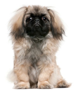 6 month old Pekingese dog.