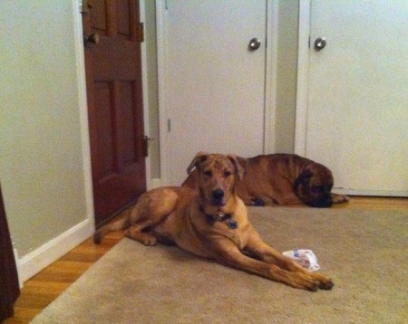 Dog lying on floor with another dog in background.