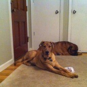 Dog lying on floor with another dog in background.