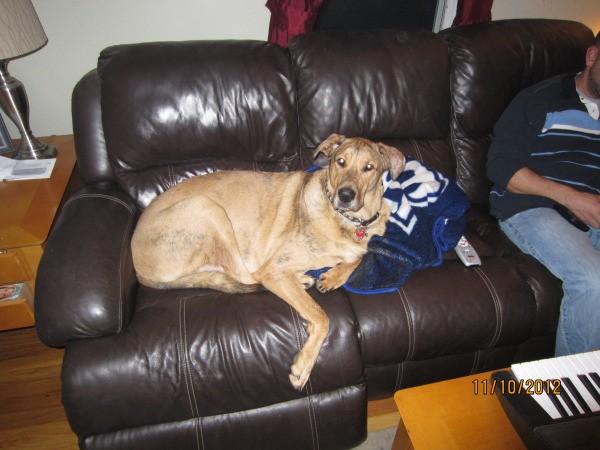 Dog on couch.