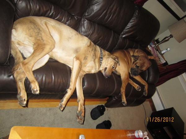 Two dogs on couch.