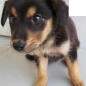 Small black and brown puppy