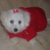 Small white dog in red sweater
