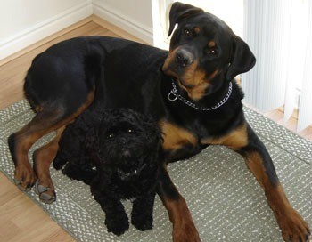 two dogs laying on rug