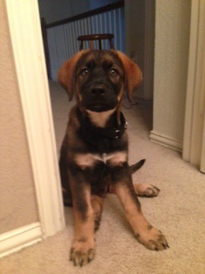 Black, brown, and tan puppy.