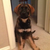 Black, brown, and tan puppy.