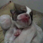 Brown and white very young puppy.