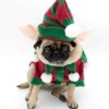 A pug dog dressed up like an elf.