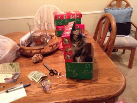 Kitten on the dining table in a gift box.