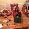 Kitten on the dining table in a gift box.