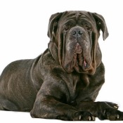 Neapolitan Mastiff