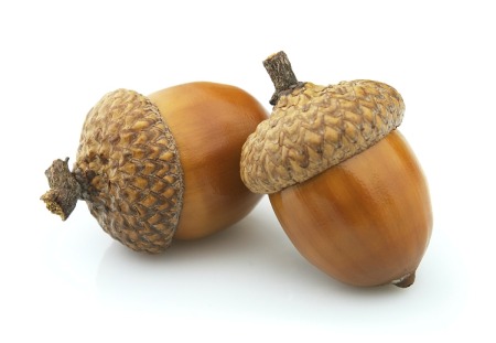 two acorns