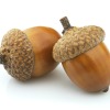 two acorns