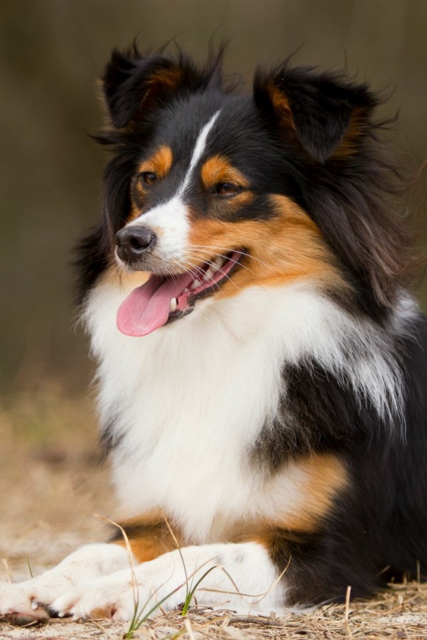 border collie mix dog