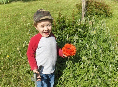 Little boy holding a red poppy.