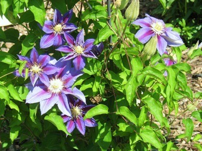 Blue and purple clematis.