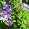 Blue and purple clematis.