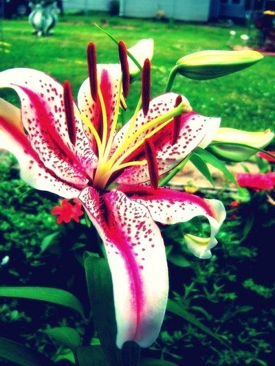 Closeup of lily.