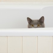 A cat sitting in a bathtub.