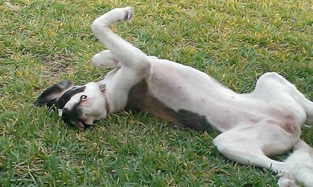 Dog rolling in the grass.