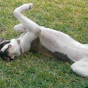 Dog rolling in the grass.