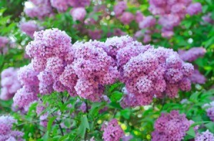 Growing Lilacs | ThriftyFun