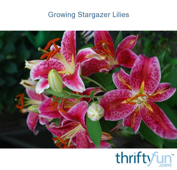 Growing Stargazer Lilies ThriftyFun