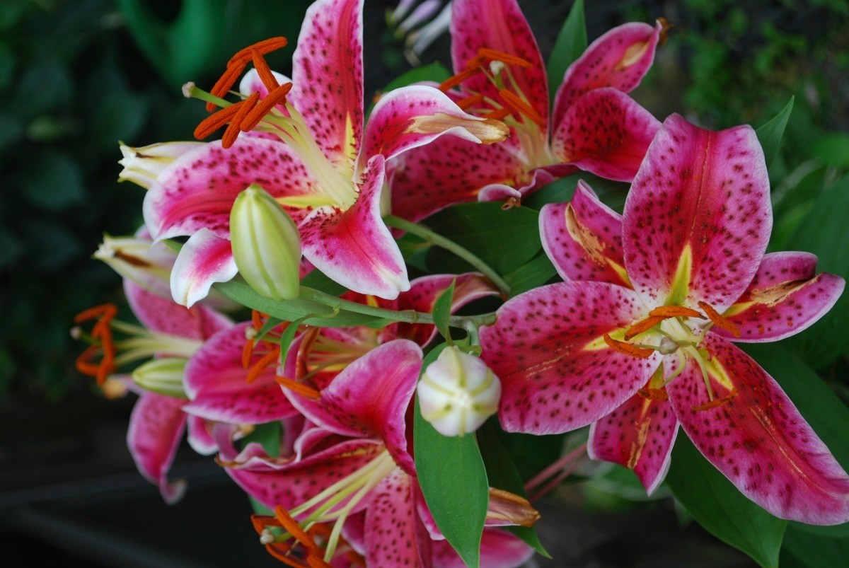 Planting Stargazer Lilies - Decor