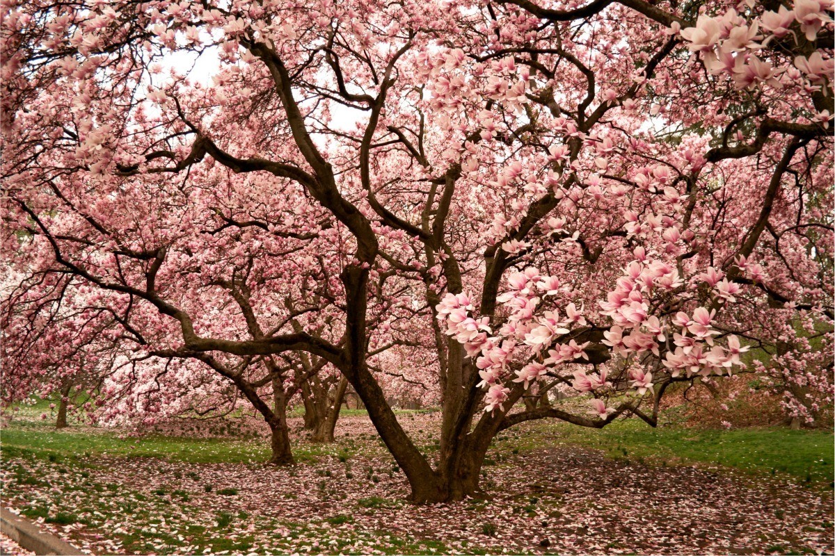 Image result for picture of a magnolia tree