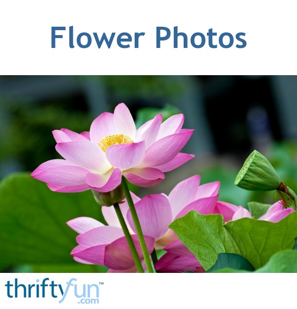 Flower Photos Thriftyfun