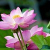 Photo of a beautiful blooming lotus.